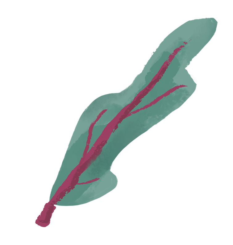 fresh and fruity illustration of chard
